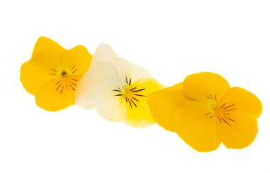 Beyaz arkaplanda izole edilmiş hanım evlatları