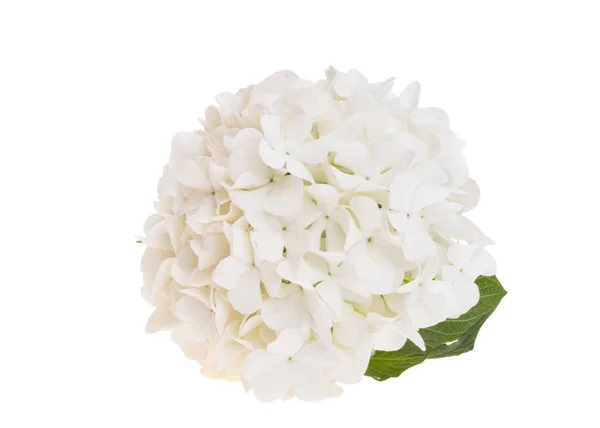 Biały Kwiat Hortensji Izolowany Białym Tle — Zdjęcie stockowe