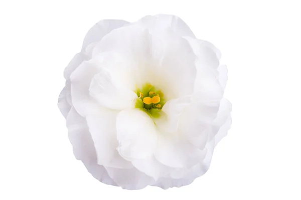 Eustoma Bloem Geïsoleerd Witte Achtergrond — Stockfoto