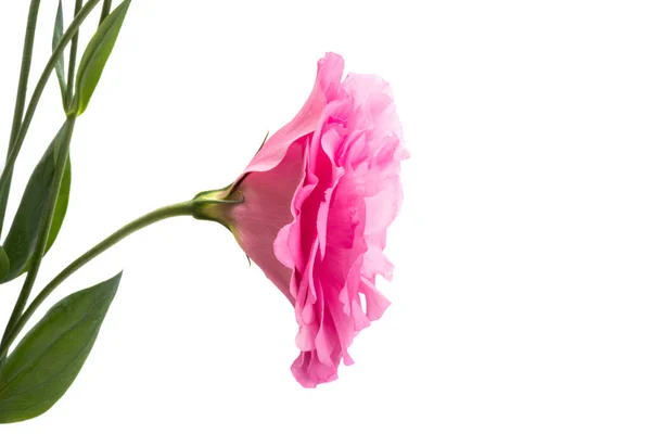Eustoma Květ Izolované Bílém Pozadí — Stock fotografie