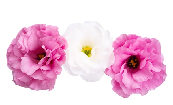 Eustoma Flower Isolated White Background — Stock Photo, Image