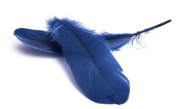 Beyaz Arka Plan Üzerinde Izole Mavi Kuş Tüyü — Stok fotoğraf