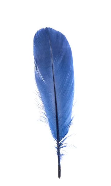 Plume Oiseau Bleu Isolé Sur Fond Blanc — Photo