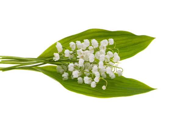 Lily Valley Flowers Isolated White Background — Stock Photo, Image