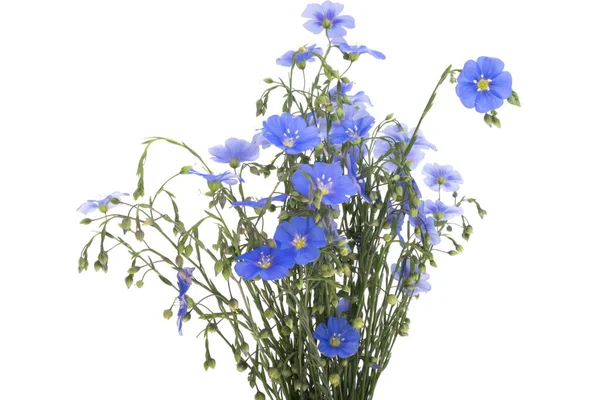 Kytice Lněných Květin Izolovaných Bílém Pozadí — Stock fotografie