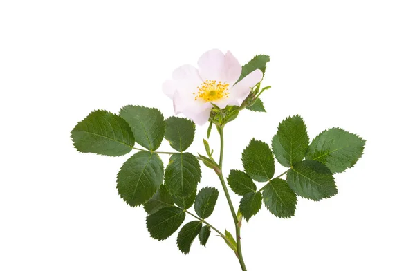 Dzika Róża Róża Białym Tle — Zdjęcie stockowe