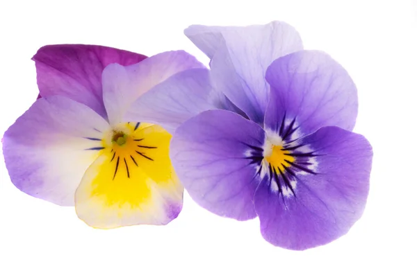 Pansies Isolated White Background — Stock Photo, Image