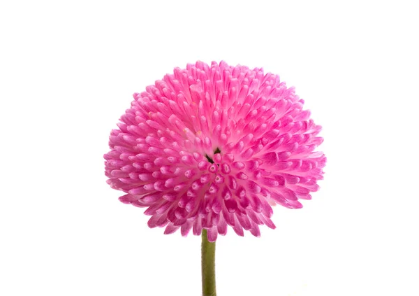 Sedmikráska Květiny Izolované Bílém Pozadí — Stock fotografie