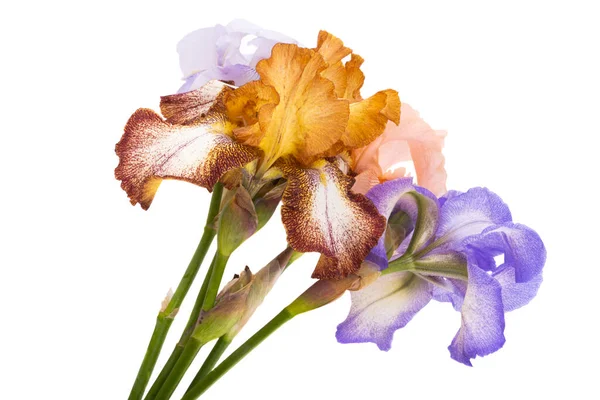 Vacker Iris Blomma Isolerad Vit Bakgrund — Stockfoto