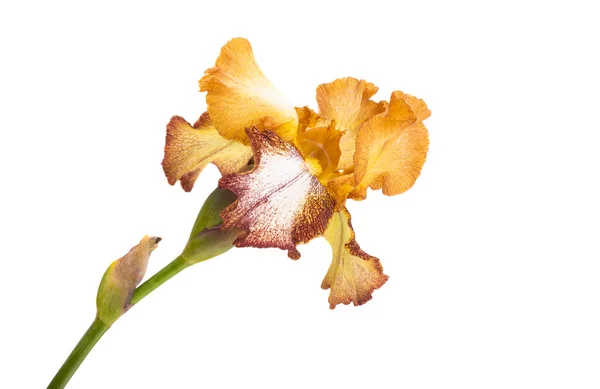 Belle Fleur Iris Isolée Sur Fond Blanc — Photo