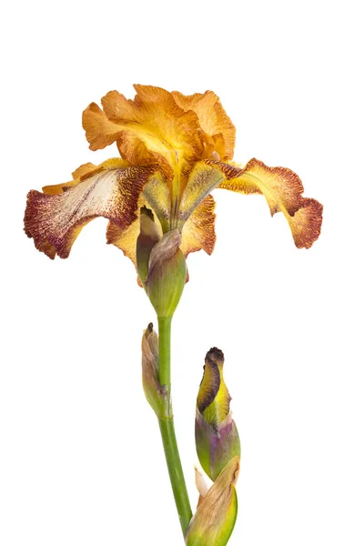 Bellissimo Fiore Iris Isolato Sfondo Bianco — Foto Stock