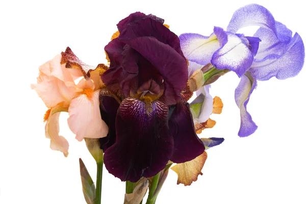 Schöne Iris Blume Isoliert Auf Weißem Hintergrund — Stockfoto