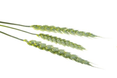 Beyaz arkaplanda izole edilmiş yeşil buğday başakları