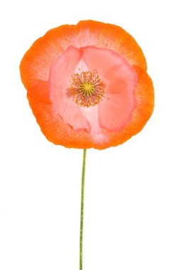 Kırmızı gelincik çiçeği beyaz arkaplanda izole edilmiş