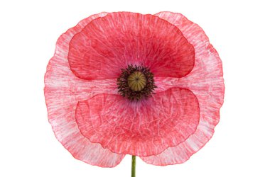 Kırmızı gelincik çiçeği beyaz arkaplanda izole edilmiş