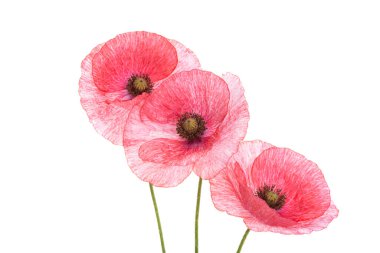 Kırmızı gelincik çiçeği beyaz arkaplanda izole edilmiş