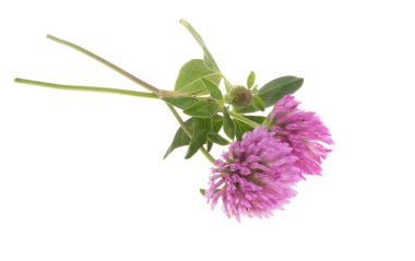 Beyaz arka plan üzerinde izole yonca