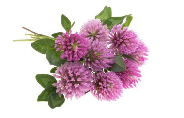 Beyaz arka plan üzerinde izole yonca