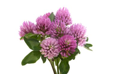 Beyaz arka plan üzerinde izole yonca