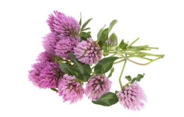 Beyaz arka plan üzerinde izole yonca