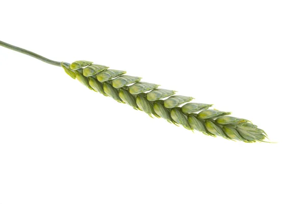 Ears Green Wheat Isolated White Background — Stock Photo, Image