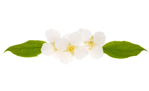 Jasminblüte Isoliert Auf Weißem Hintergrund — Stockfoto