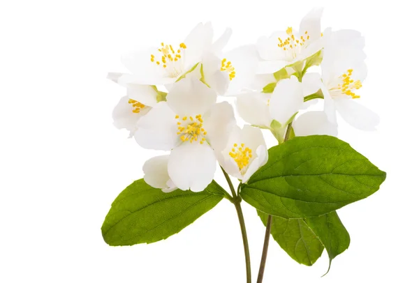 Jasminblüte Isoliert Auf Weißem Hintergrund — Stockfoto