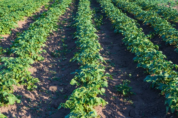 Field Growing Green Potatoes Field — Stock Photo, Image