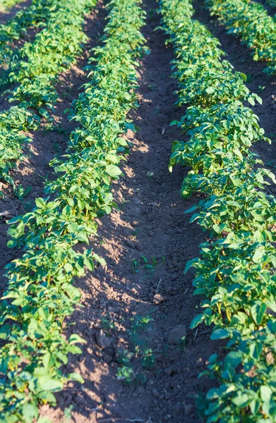 Veld Met Groeiende Groene Aardappelen Het Veld — Stockfoto