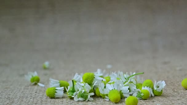 Fleurs Camomille Tombent Lentement Sol Séquence Vidéo Libre De Droits