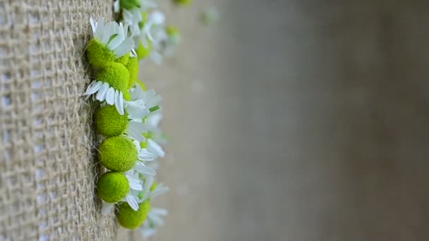 Kamomillblommor Faller Långsamt Stockfilm