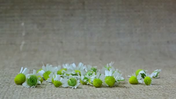 Achtergrond Bloemen Hemel Bewegen Bloemblaadjes Aangenaam Willekeurig Glad Zacht Geel Videoclip