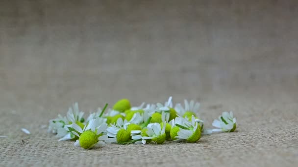 Daisy Pétalos Flores Caen Video de stock libre de derechos