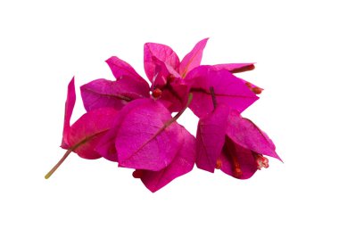 Beyaz arka planda izole Bougainvillea çiçekleri