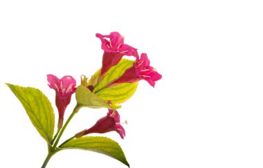 beyaz arkaplanda izole edilmiş weigela çiçekleri