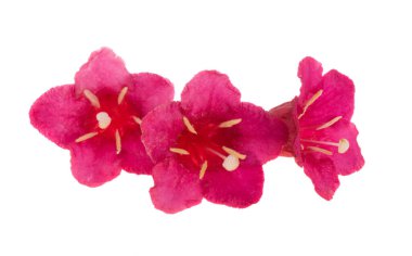 beyaz arkaplanda izole edilmiş weigela çiçekleri