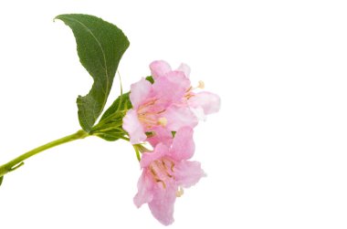 beyaz arkaplanda izole edilmiş weigela çiçekleri