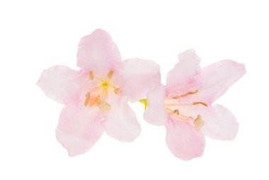 beyaz arkaplanda izole edilmiş weigela çiçekleri