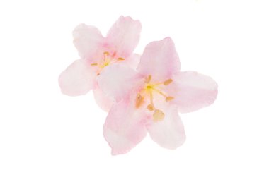 beyaz arkaplanda izole edilmiş weigela çiçekleri