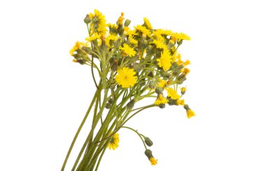 Beyaz arka planda izole edilmiş çayır çiçekleri.