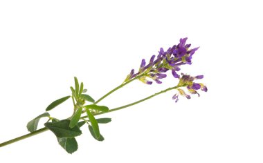 yonca çiçeği beyaz arka planda izole edilmiş