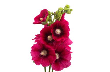 Beyaz arkaplanda kırmızı mallow çiçekleri izole