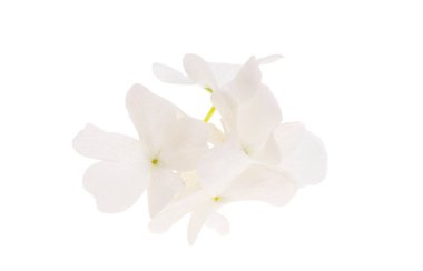 Beyaz arkaplanda izole edilmiş beyaz ortanca çiçeği