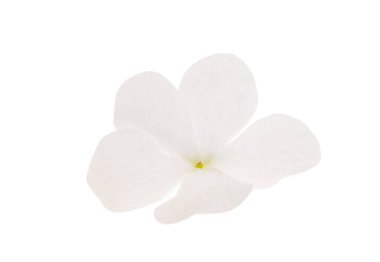 Beyaz arkaplanda izole edilmiş beyaz ortanca çiçeği