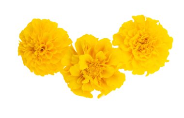 Kadife çiçekleri beyaz arkaplanda izole edilmiş