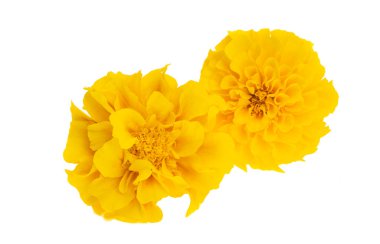 Kadife çiçekleri beyaz arkaplanda izole edilmiş