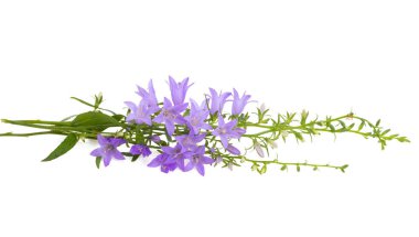 Beyaz arkaplanda izole edilmiş çayır çan çiçekleri