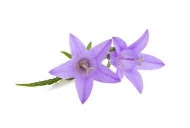 Beyaz arkaplanda izole edilmiş çayır çan çiçekleri