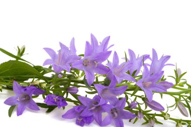 Beyaz arkaplanda izole edilmiş çayır çan çiçekleri