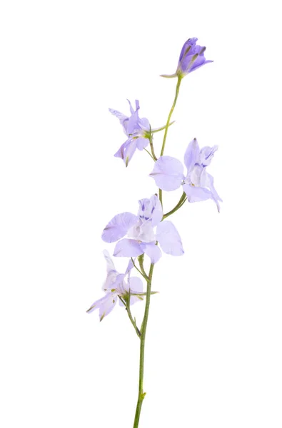 Delphinium Flower Isolated White Background — Stock Photo, Image